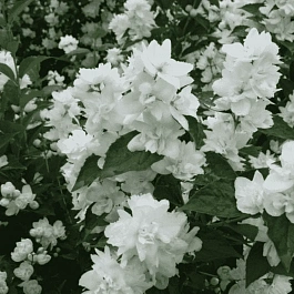 Чубушник гибридный Зоя Космодемьянская