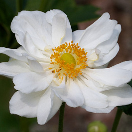 Анемона гибридная Андреа Аткинсон