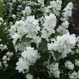 Жасмин садовый Зоя Космодемьянская