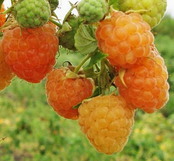 Малина ремонтантная Золотой сентябрь