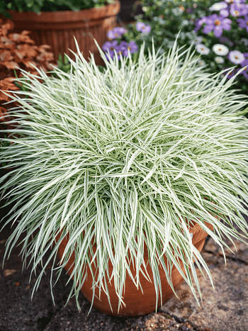 Бухарник мягкий Jackdaws Cream