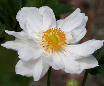 Анемона гибридная Андреа Аткинсон