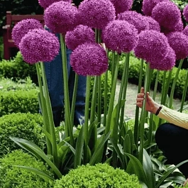 Лук декоративный Globemaster