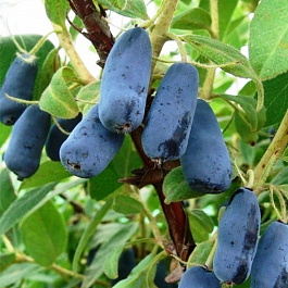 Жимолость съедобная Пташка