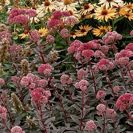 Очиток телефиум Marina