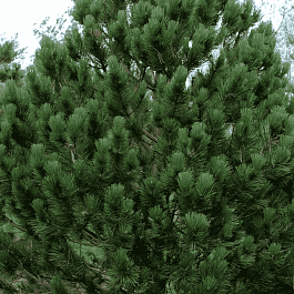 Сосна Гельдрейха Satellit