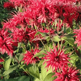 Монарда гибридная Gardenview Scarlet