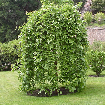 Шелковица черная Пендула штамб