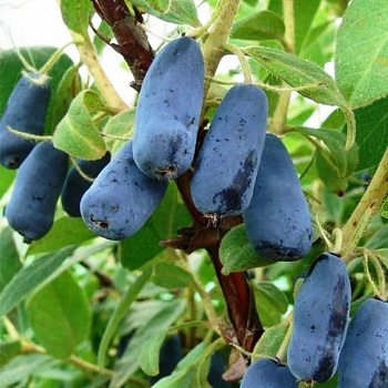 Жимолость съедобная Пташка