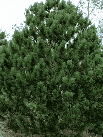 Сосна Гельдрейха Satellit