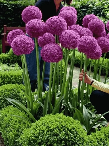 Лук декоративный Globemaster