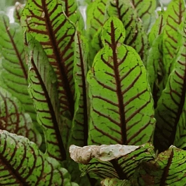 Щавель декоративный пестролистный