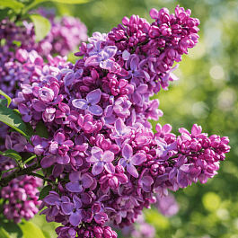 Сирень обыкновенная Изобилие