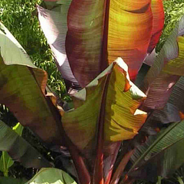 Банан Ensete Maurelli