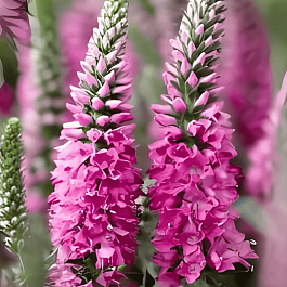 Вероника колосистая Bubblegum Candles