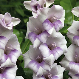 Гладиолус Бамбино Кондор Паса