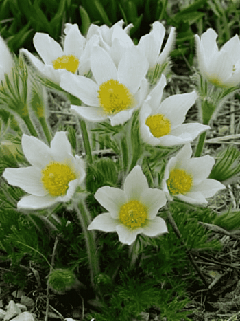 Прострел обыкновенный Pinwheel White