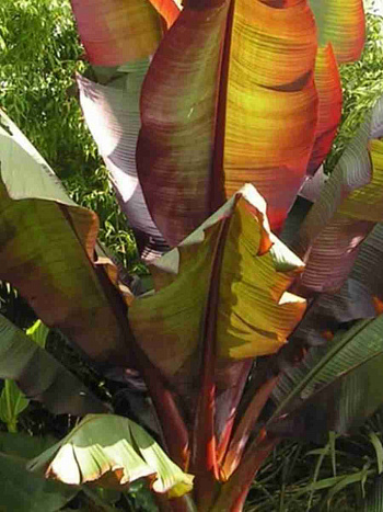 Банан Ensete Maurelli