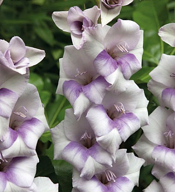 Гладиолус Бамбино Кондор Паса