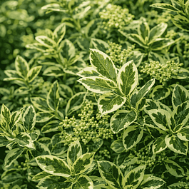 Бирючина овальнолистная Argenteum