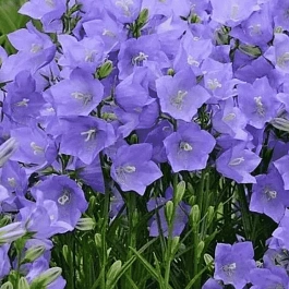 Колокольчик персиколистный Earlion Deep Blue