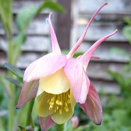 Аквилегия гибридная Свон Пинк Еллоу