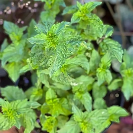 Мята Фруктовые чипсы