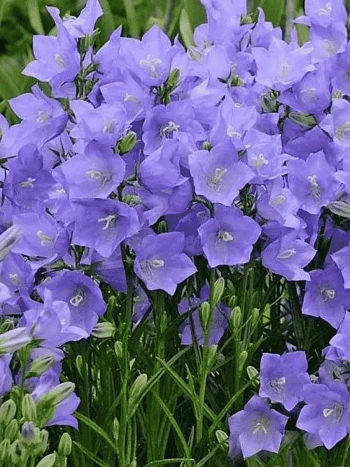 Колокольчик персиколистный Earlion Deep Blue