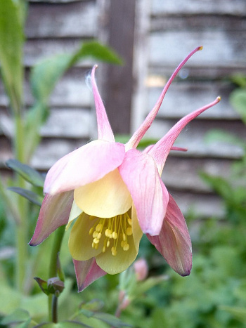 Аквилегия гибридная Свон Пинк Еллоу