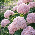 Гортензия древовидная Candybelle Lollypop