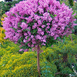 Сирень Мейера Палибин штамб