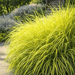 Лисохвост луговой Аureovariegatus