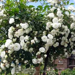 Роза почвопокровная Alba Meidiland