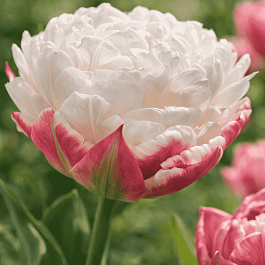 Тюльпан Ice Wonder