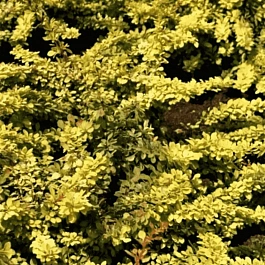 Барбарис Тунберга Golden Carpet