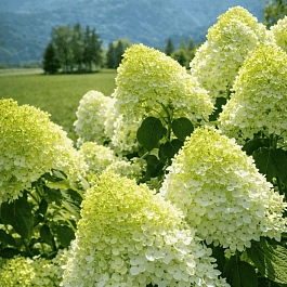 Гортензия метельчатая Limelight