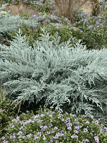 Можжевельник виргинский Grey Owl