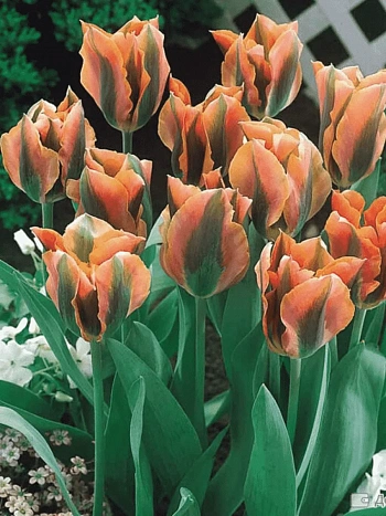 Тюльпан Artist