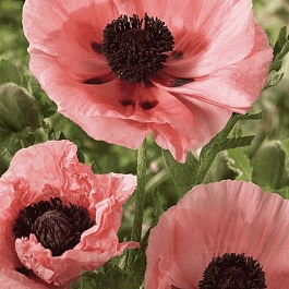 Мак восточный Koenigin Alexandra