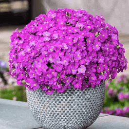 Аубриета Florado Neon Pink