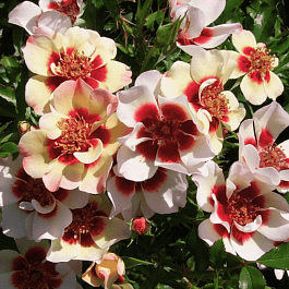 Роза гибридная Pastel Babylon