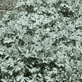 Полынь людовика Silver Brocade