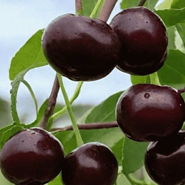 Вишня Владимирская