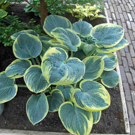 Хоста Sugar Daddy