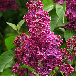 Сирень обыкновенная Людвиг Шпет