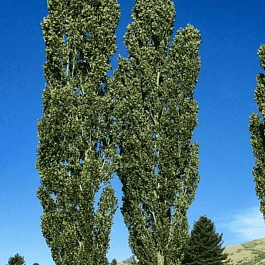 Тополь черный Italica