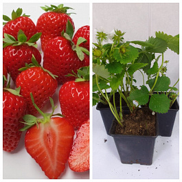 Земляника садовая Гармония НАБОР 3ШТ Земляника садовая Гармония НАБОР 3ШТ