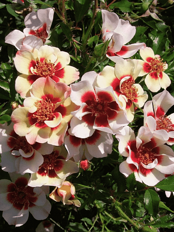 Роза гибридная Pastel Babylon