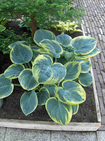 Хоста Sugar Daddy