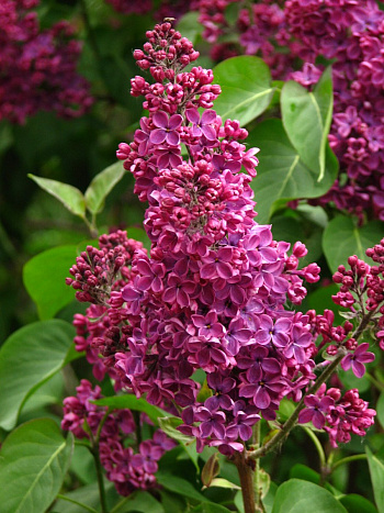 Сирень обыкновенная Людвиг Шпет